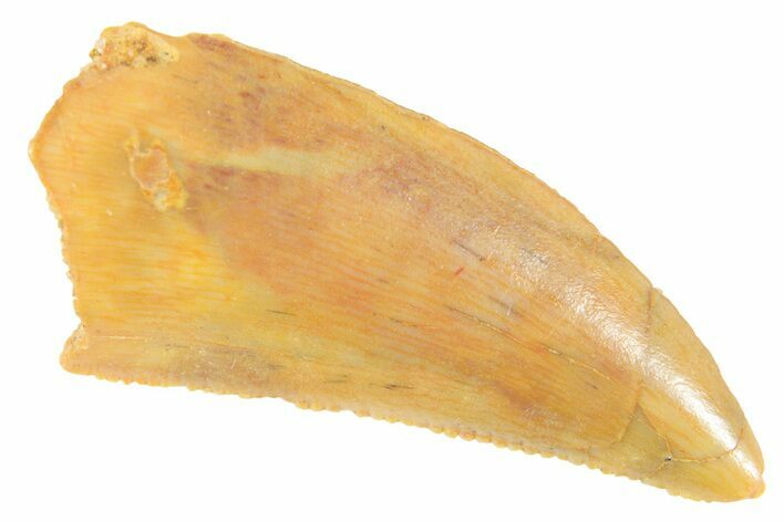 Serrated Raptor Tooth - Real Dinosaur Tooth #364721